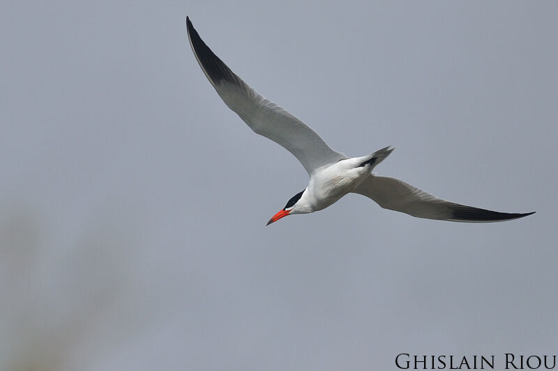 Caspian Tern