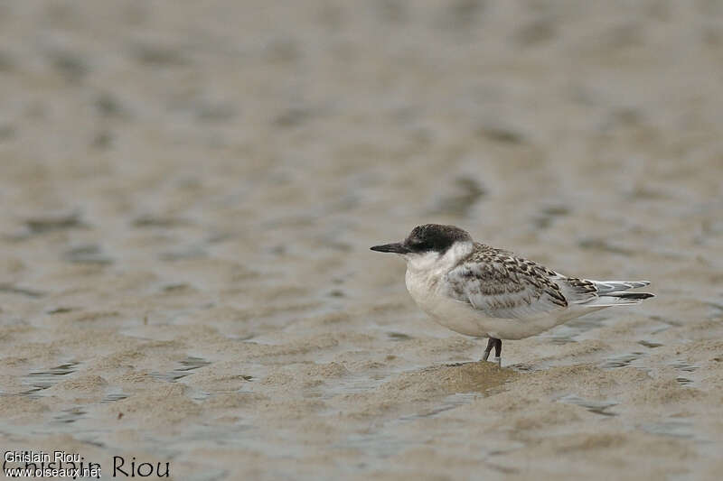 Roseate Ternjuvenile, identification