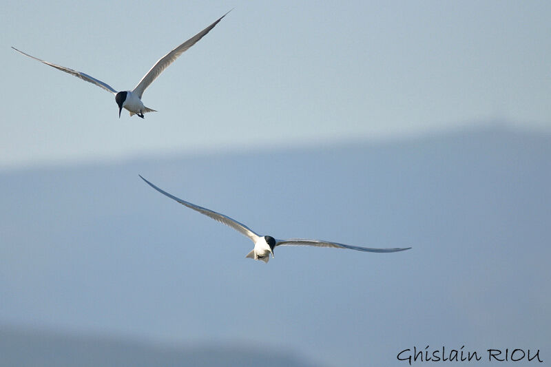 Gull-billed Tern