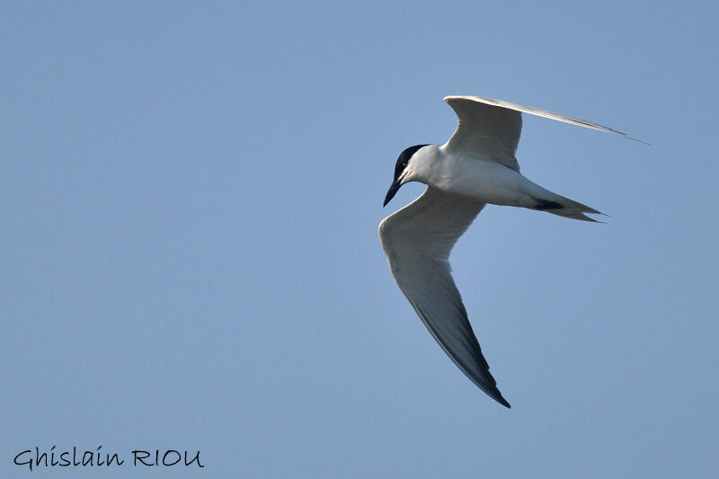 Gull-billed Tern