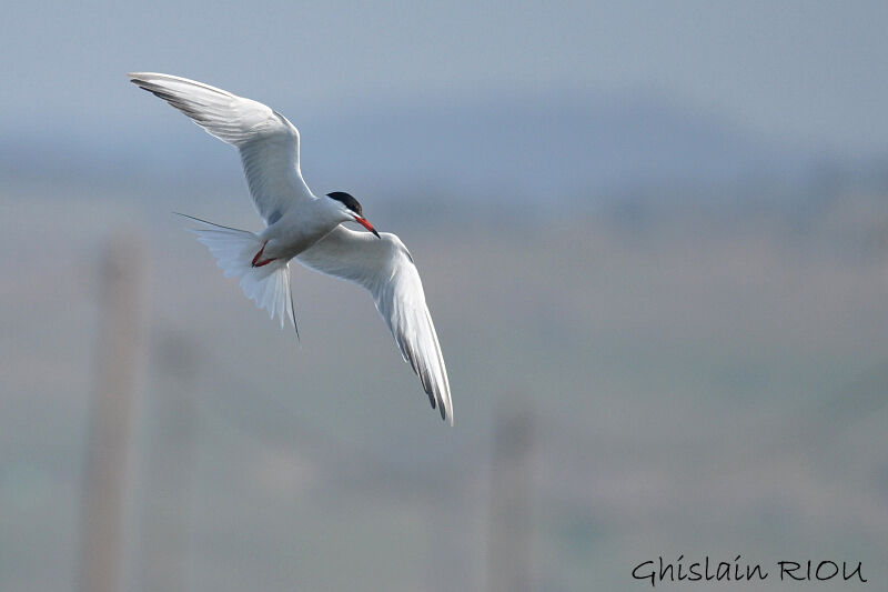 Common Tern