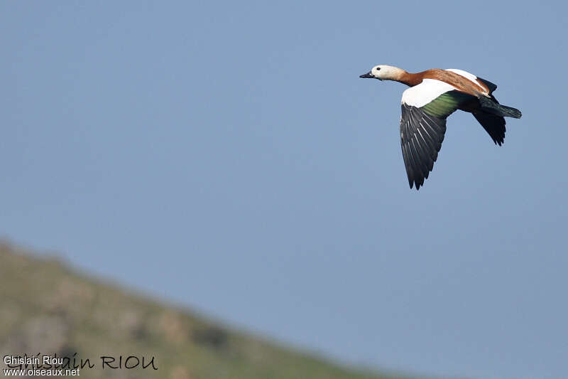 Ruddy Shelduckadult, Flight