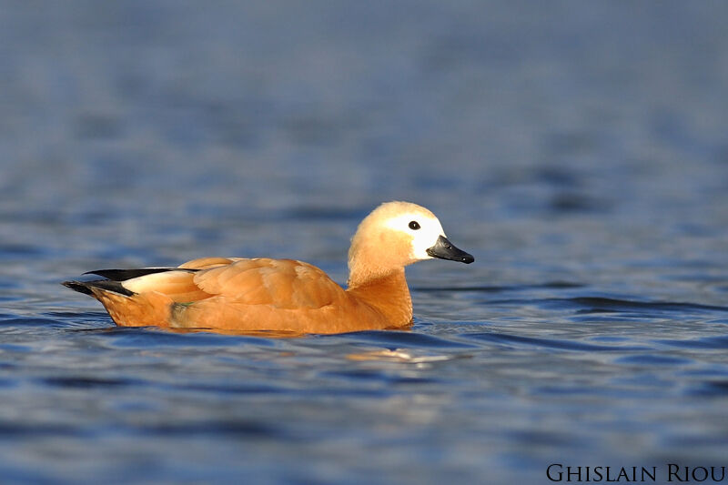 Ruddy Shelduck