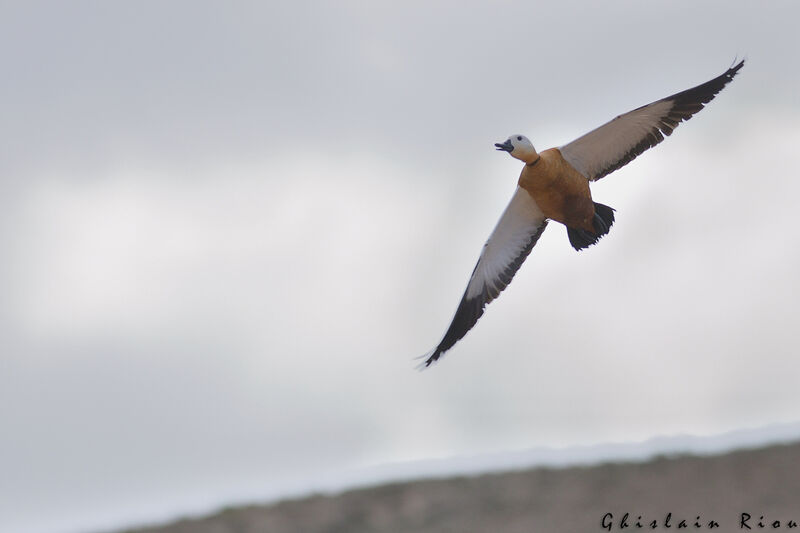 Ruddy Shelduck