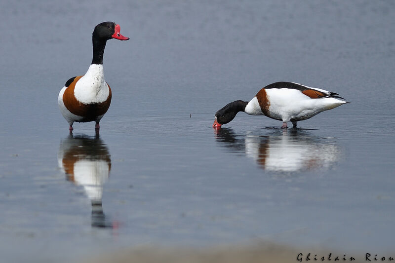 Common Shelduckadult