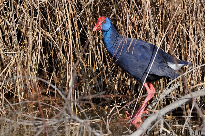 Western Swamphen