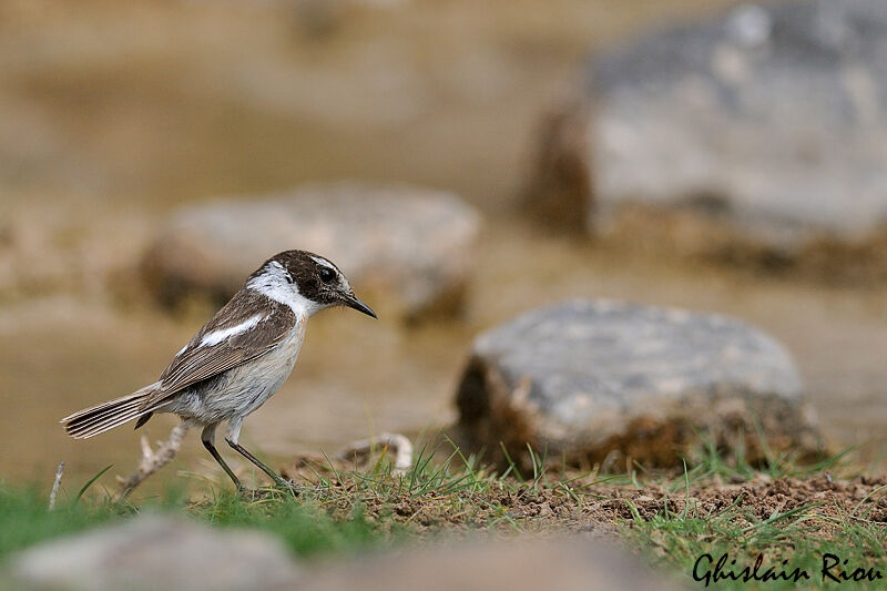 Canary Islands Stonechat male adult