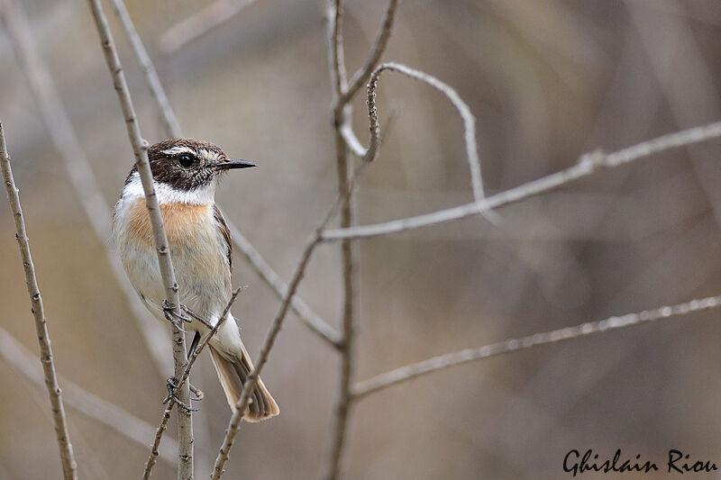 Canary Islands Stonechat male adult