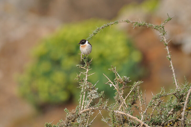 Tarier des Canaries mâle