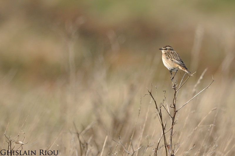 Whinchat