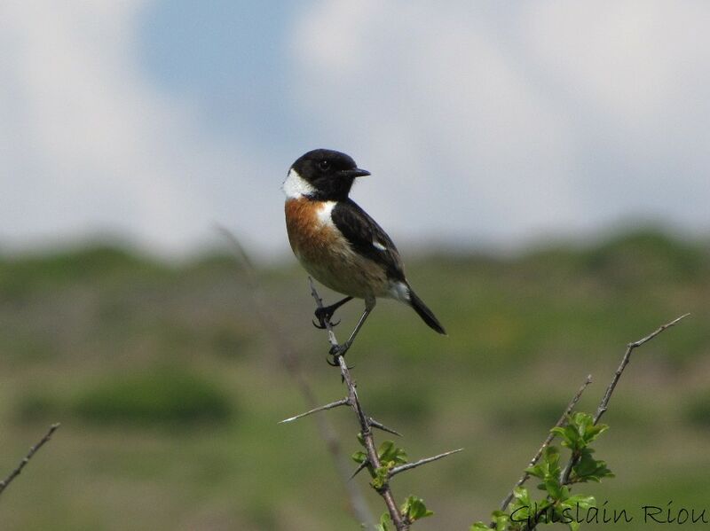 European Stonechat male adult