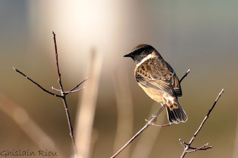 European Stonechat male adult post breeding