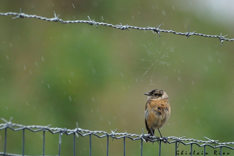 European Stonechat