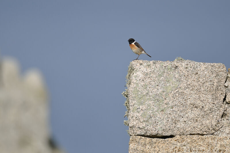 European Stonechat male adult