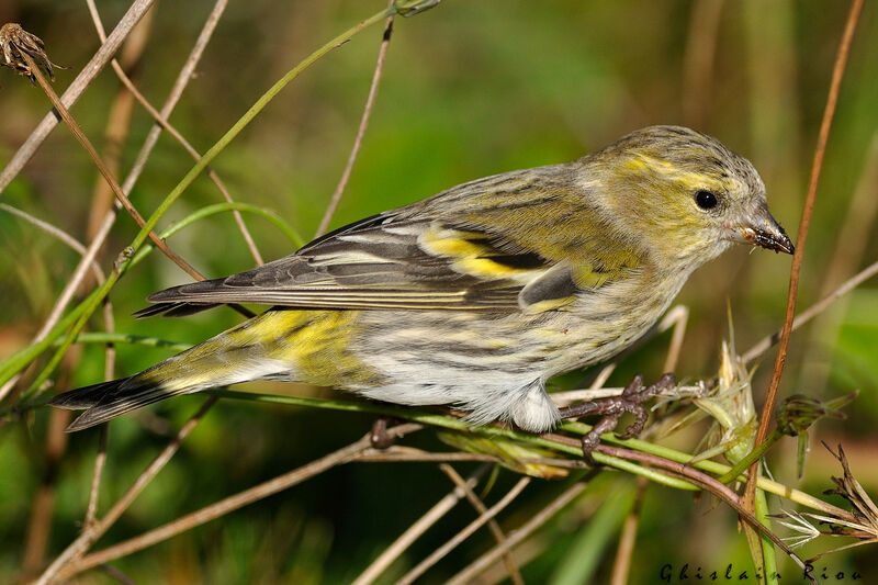 Eurasian Siskin female