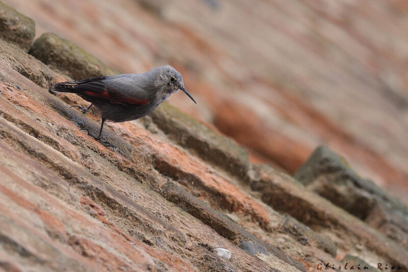 Wallcreeper