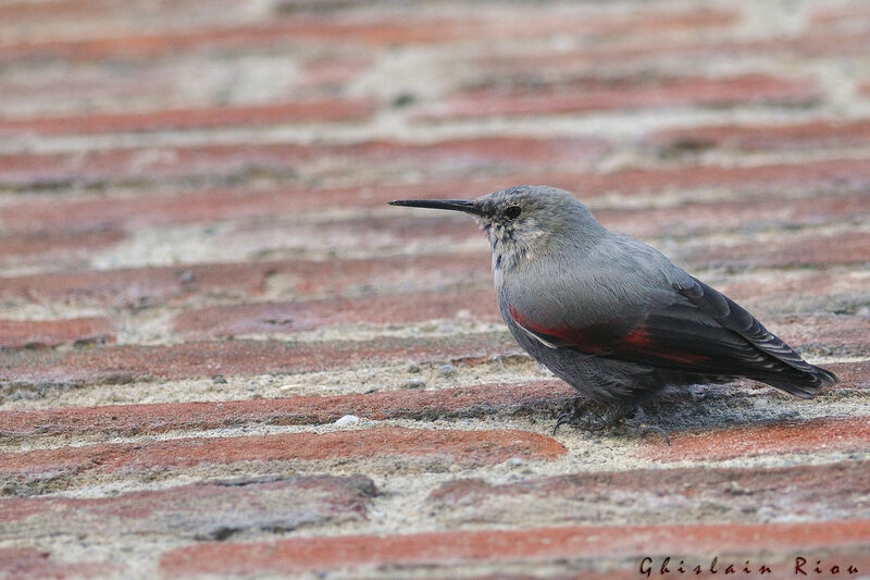 Wallcreeper