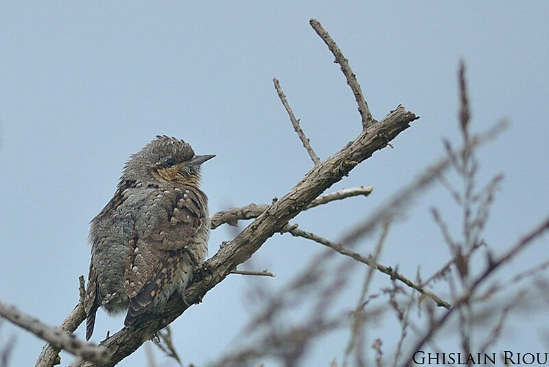 Eurasian Wryneck