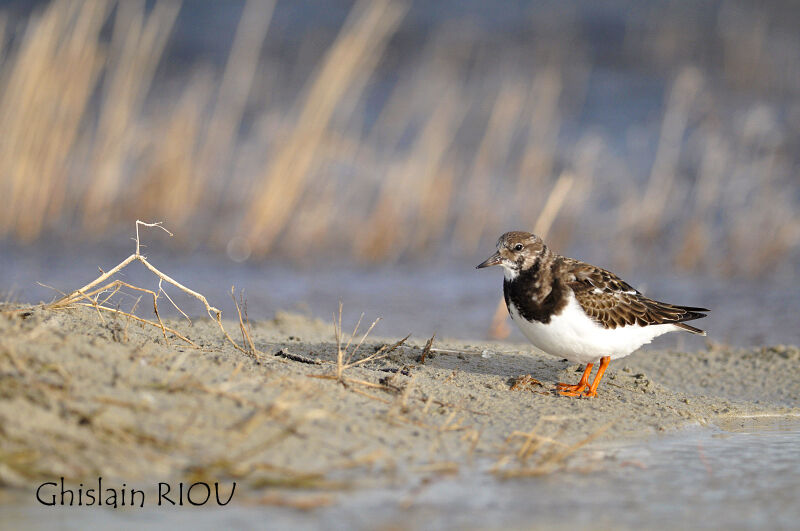 Ruddy Turnstone