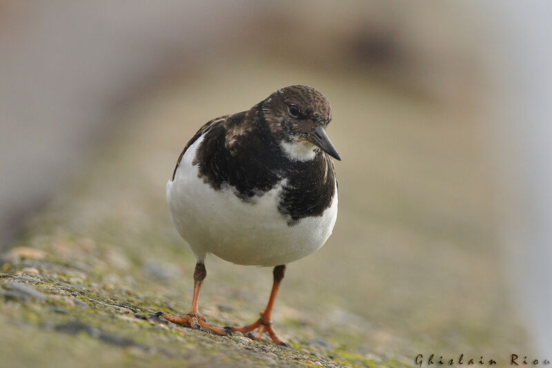 Ruddy Turnstone