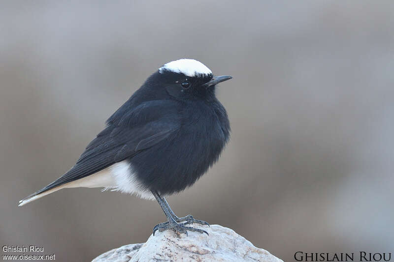 White-crowned Wheatearadult breeding, identification