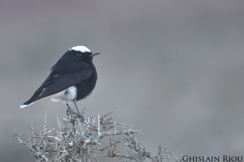 White-crowned Wheatearadult