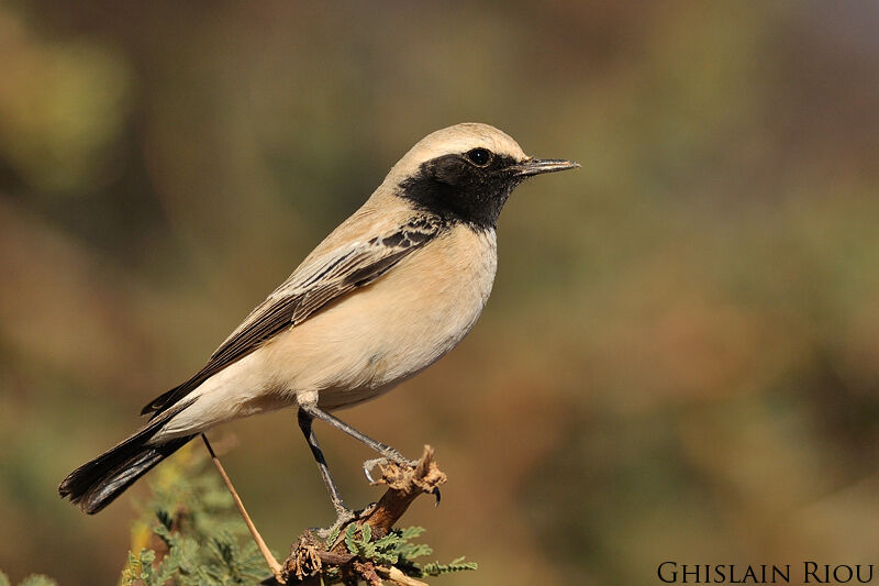 Desert Wheatear male