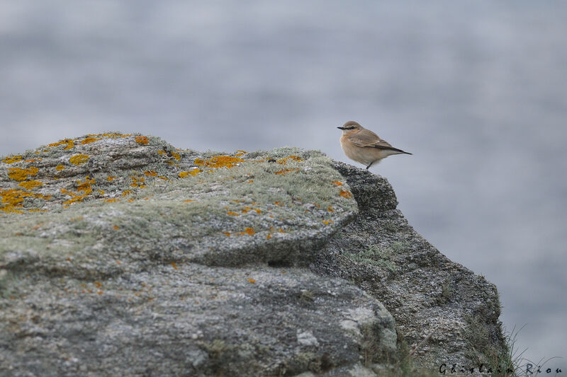 Isabelline WheatearFirst year