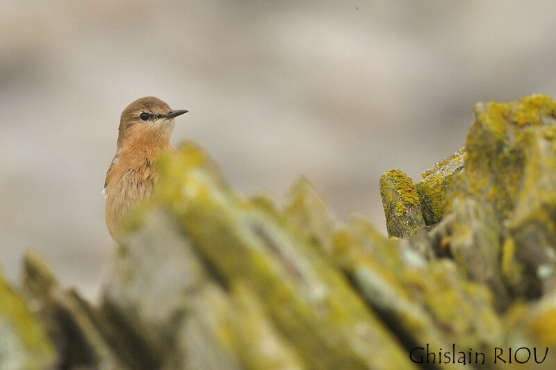 Isabelline Wheatear