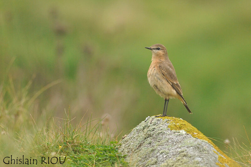 Isabelline Wheatear