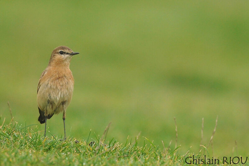 Isabelline Wheatear