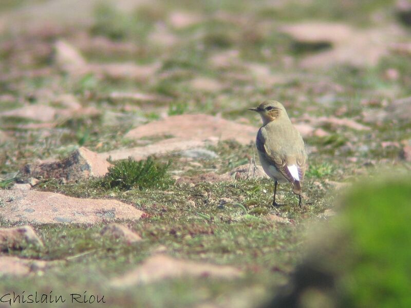 Northern Wheatear