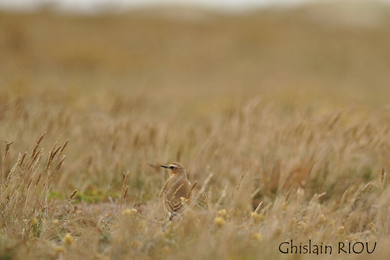 Northern Wheatear