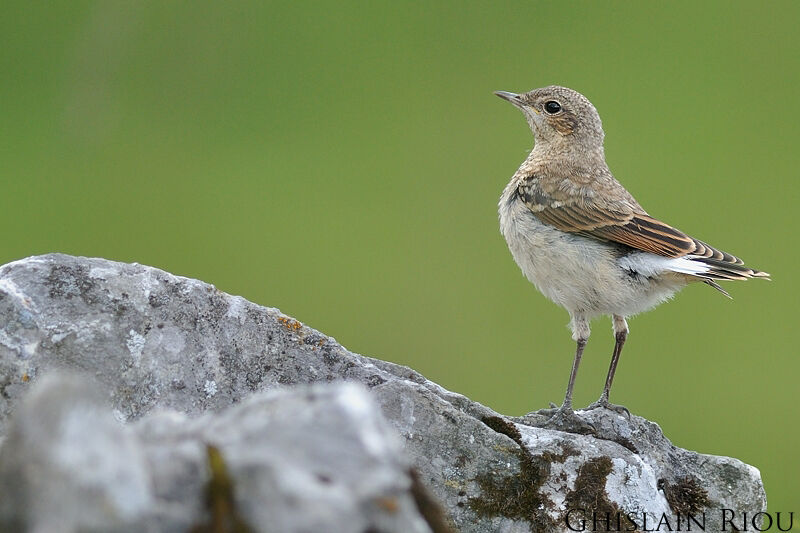 Northern Wheatearjuvenile