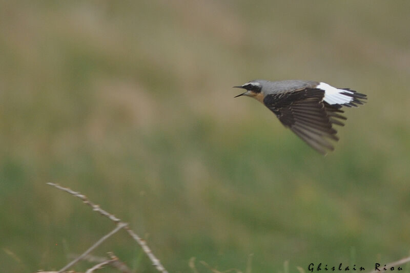 Northern Wheatear male