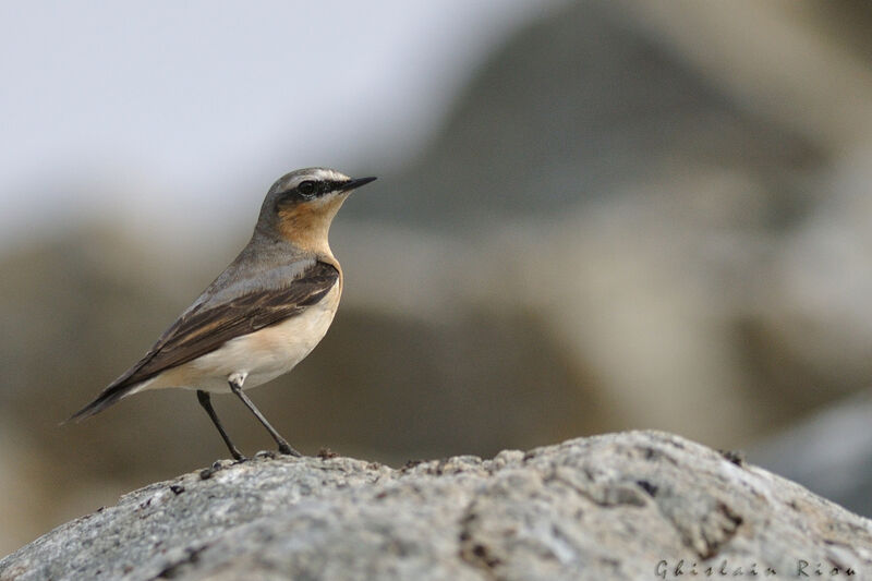 Northern Wheatear male