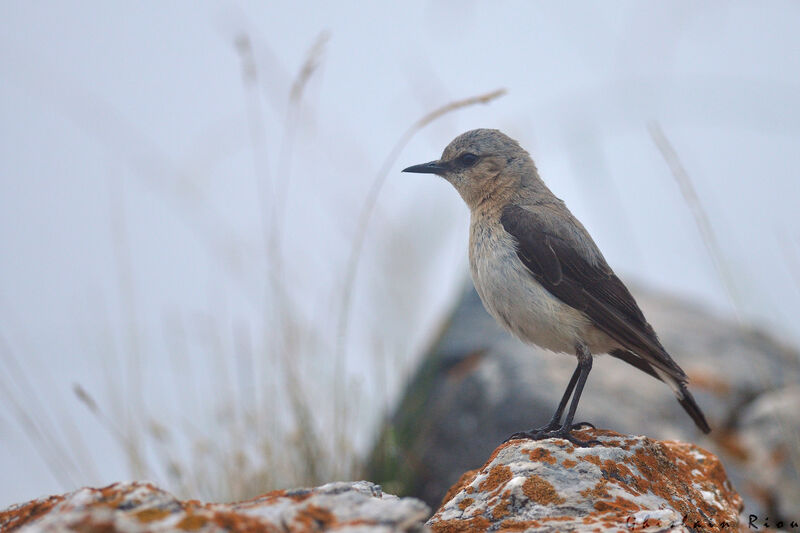 Northern Wheatearadult