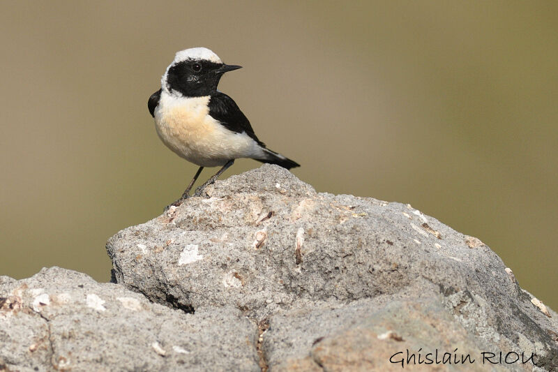 Eastern Black-eared Wheatear