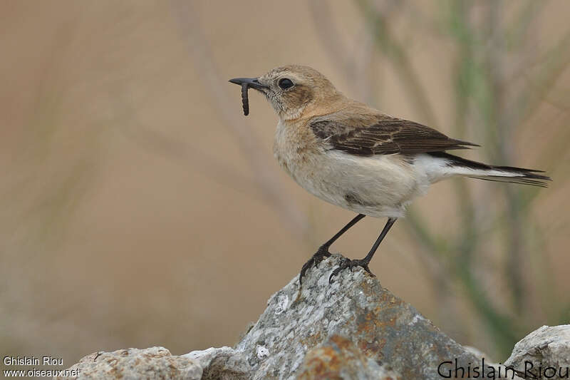 Western Black-eared Wheatear female adult, feeding habits