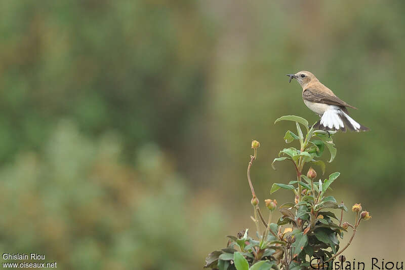 Western Black-eared Wheatearadult breeding, pigmentation, feeding habits, Reproduction-nesting, Behaviour