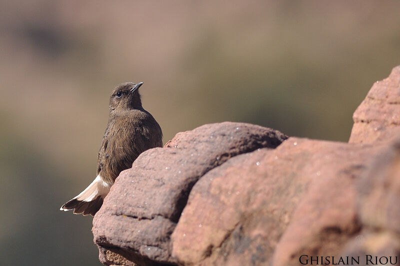 Black Wheatear