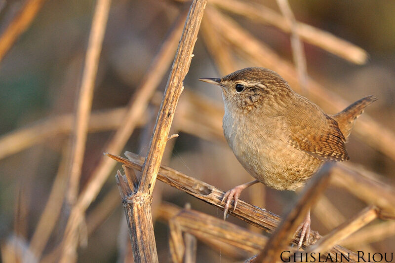 Eurasian Wren