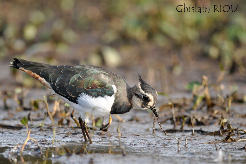 Northern Lapwing