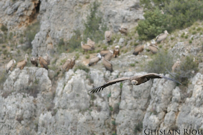 Griffon Vulture