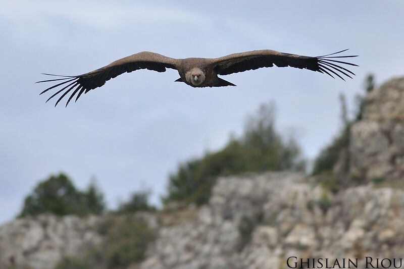 Griffon Vulture