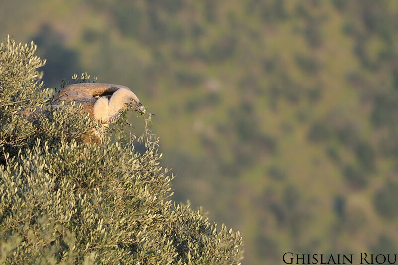 Griffon Vulture