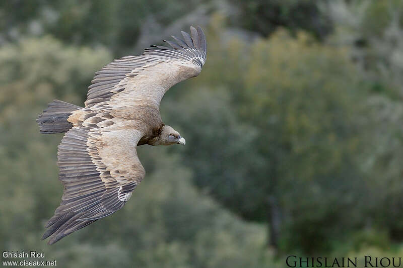 Griffon Vulture, Flight