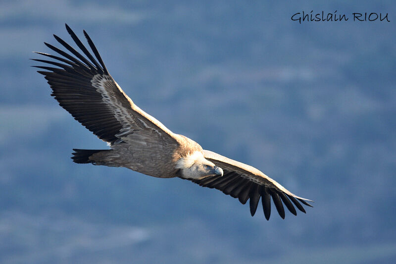 Griffon Vulture