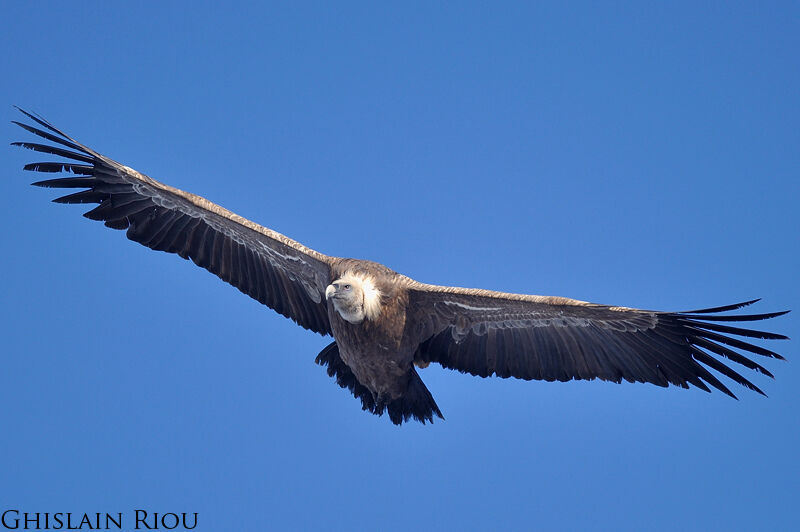 Griffon Vulture