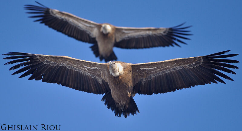 Griffon Vulture